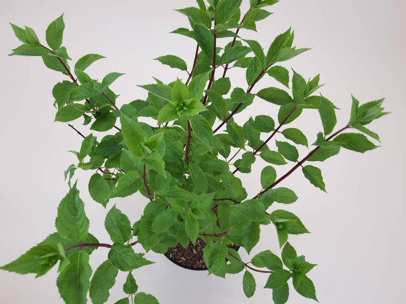 Bild von Rispen Hortensie 'Magical Andes' ® im Onlineshop von Bohlken Pflanzenversand GbR