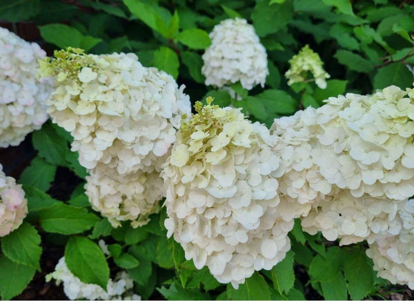 Bild von Rispen Hortensie 'Mont Blanc'® im Onlineshop von Bohlken Pflanzenversand GbR