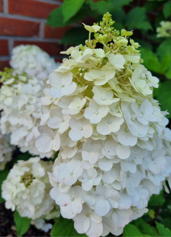 Bild von Rispen Hortensie 'Mont Blanc'® im Onlineshop von Bohlken Pflanzenversand GbR