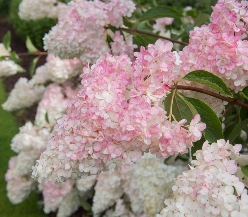 Bild von Rispen Hortensie 'Vanille Fraise'® im Onlineshop von Bohlken Pflanzenversand GbR