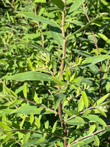 Bild von Rispenspiere 'Grefsheim' im Onlineshop von Bohlken Pflanzenversand GbR