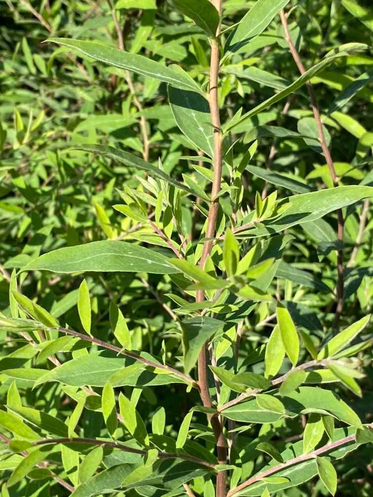 Bild von Rispenspiere 'Grefsheim' im Onlineshop von Bohlken Pflanzenversand GbR