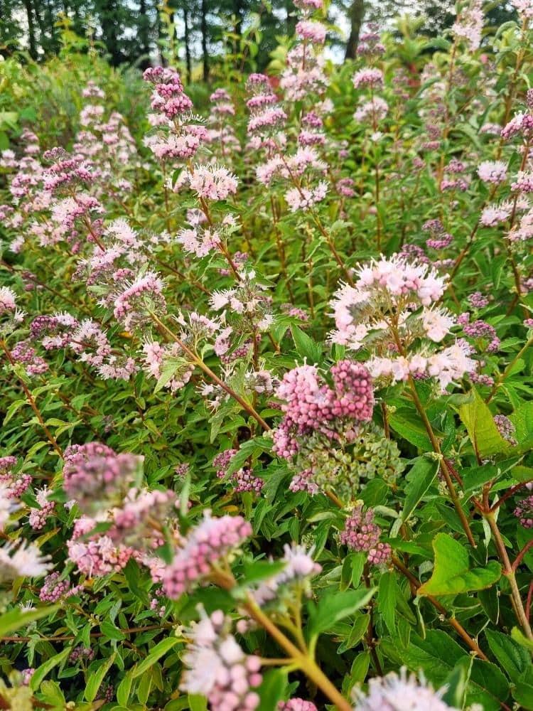 Bild von Rosa Bartblume 'Stephi' ® im Onlineshop von Bohlken Pflanzenversand GbR