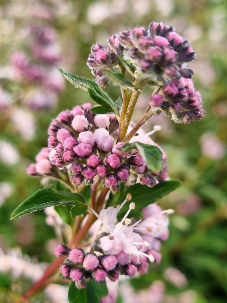 Bild von Rosa Bartblume 'Stephi' ® im Onlineshop von Bohlken Pflanzenversand GbR