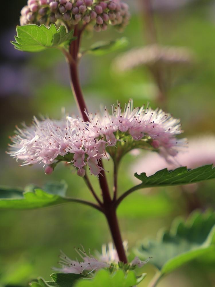 Bild von Rosa Bartblume 'Stephi' ® im Onlineshop von Bohlken Pflanzenversand GbR