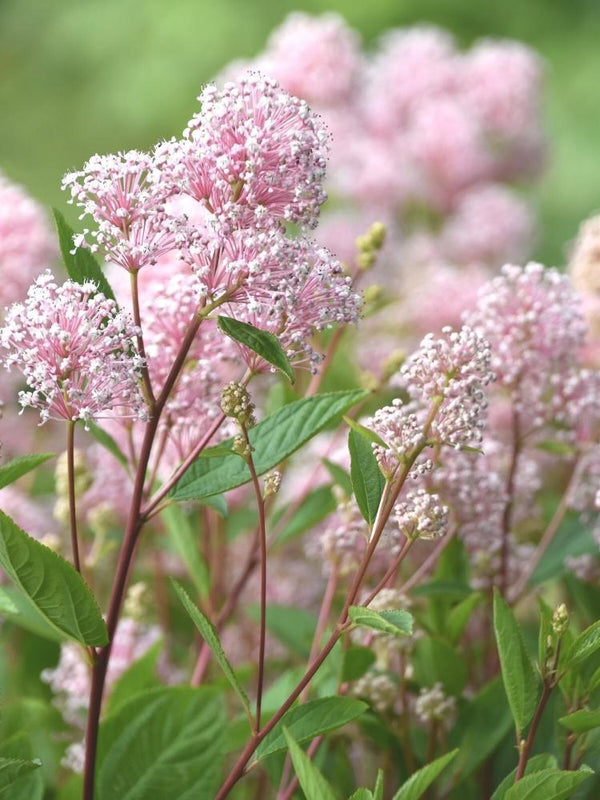 Bild von Rosa Säckelblume 'Marie Simone' im Onlineshop von Bohlken Pflanzenversand GbR