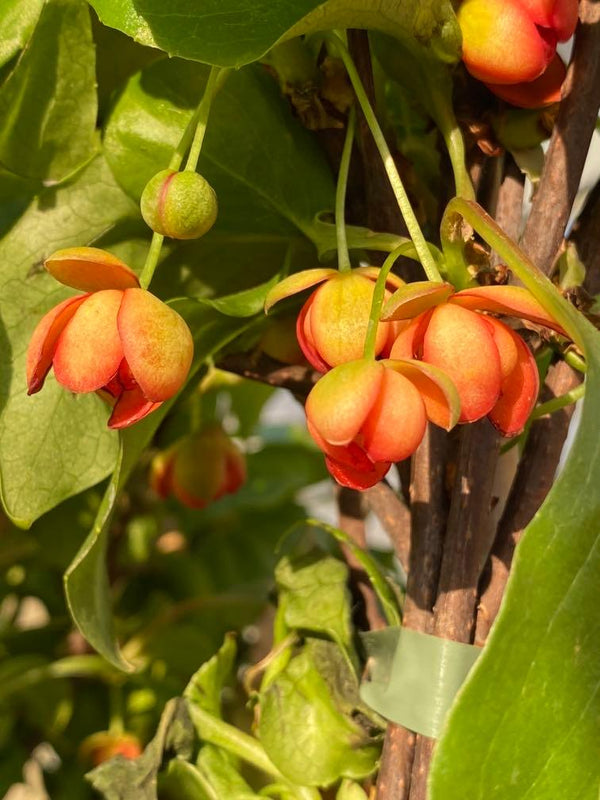 Bild von Rotblühendes Spaltkölbchen im Onlineshop von Bohlken Pflanzenversand GbR