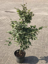 Bild von Rotbuche im Onlineshop von Bohlken Pflanzenversand GbR