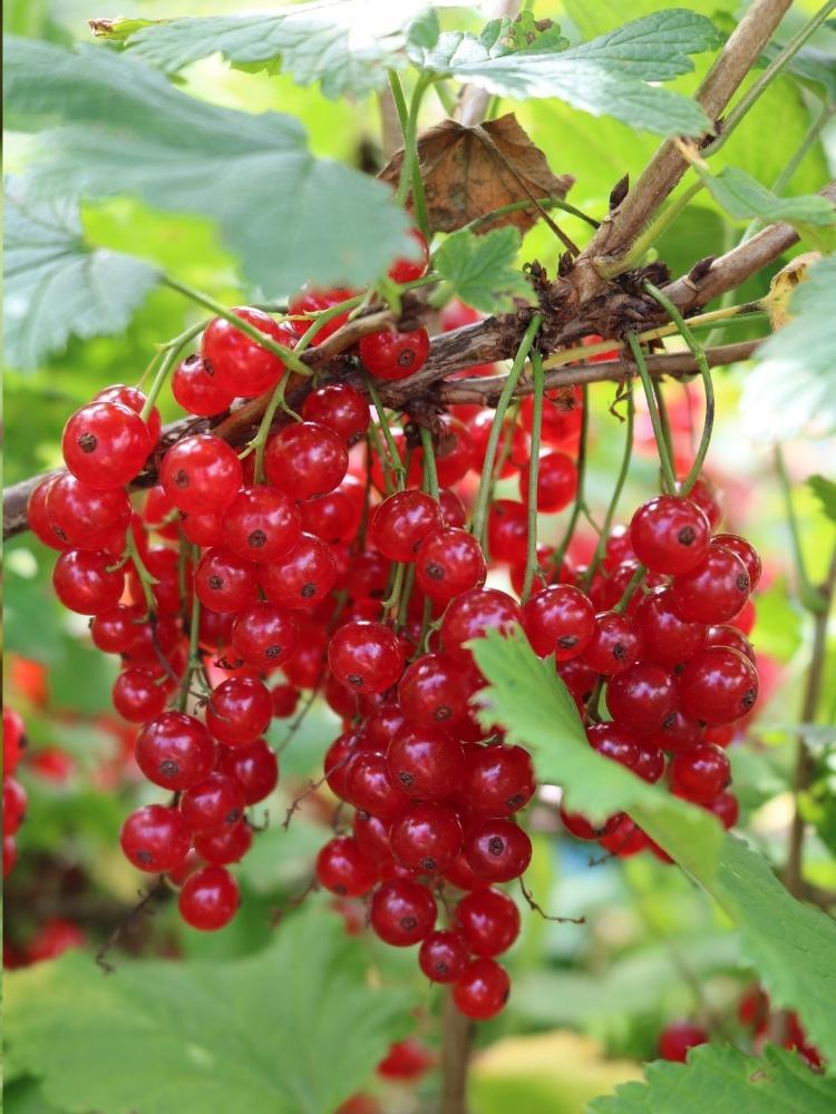 Bild von Rote Johannisbeere 'Jonkheer van Tets' im Onlineshop von Bohlken Pflanzenversand GbR