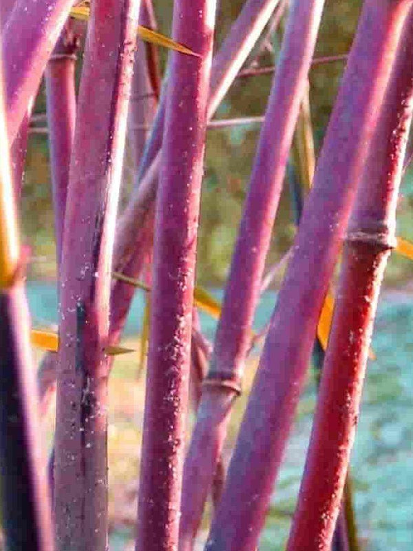 Bild von Roter Jade Bambus 'Jiuzhaigou 1' im Onlineshop von Bohlken Pflanzenversand GbR