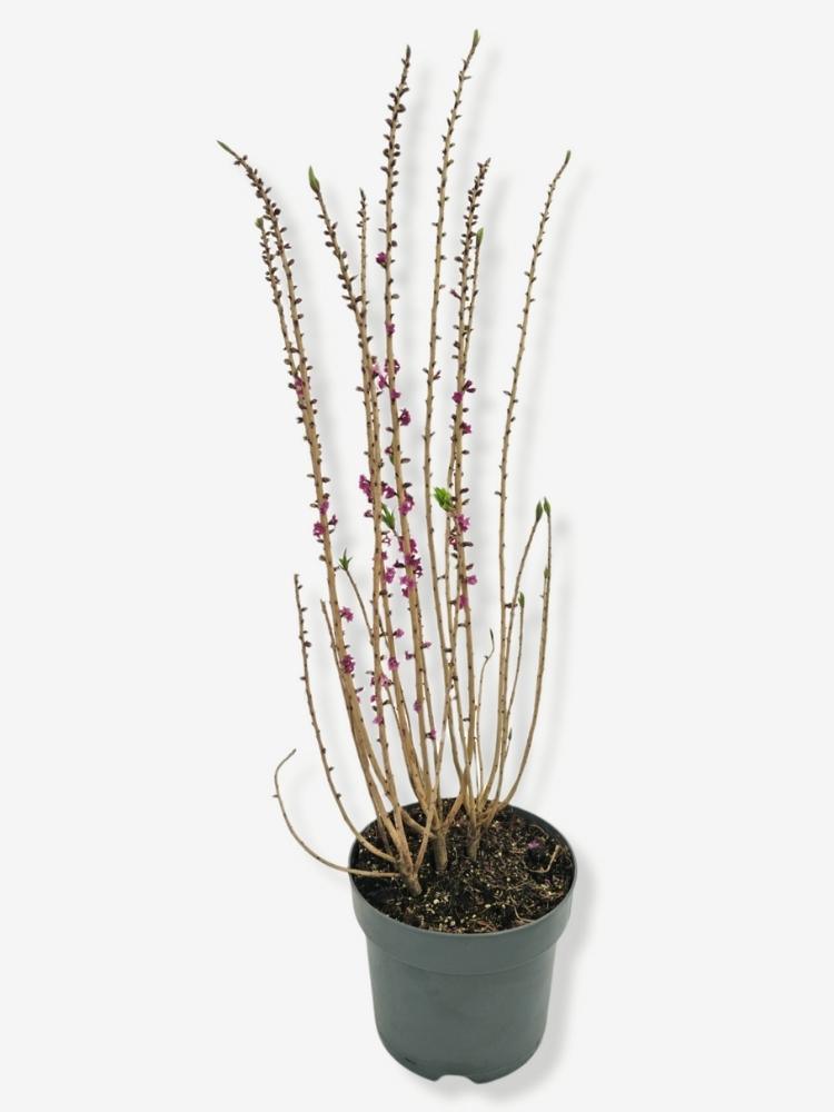 Bild von Roter Märzenseidelbast 'Rubra' im Onlineshop von Bohlken Pflanzenversand GbR