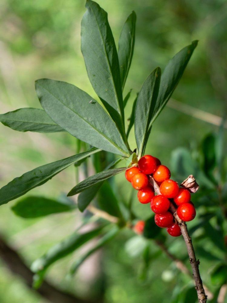 Bild von Roter Märzenseidelbast 'Rubra' im Onlineshop von Bohlken Pflanzenversand GbR