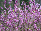 Bild von Roter Märzenseidelbast 'Rubra' im Onlineshop von Bohlken Pflanzenversand GbR