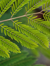 Bild von Roter Seidenbaum, Schlafbaum 'Summer Chocolate' ® im Onlineshop von Bohlken Pflanzenversand GbR