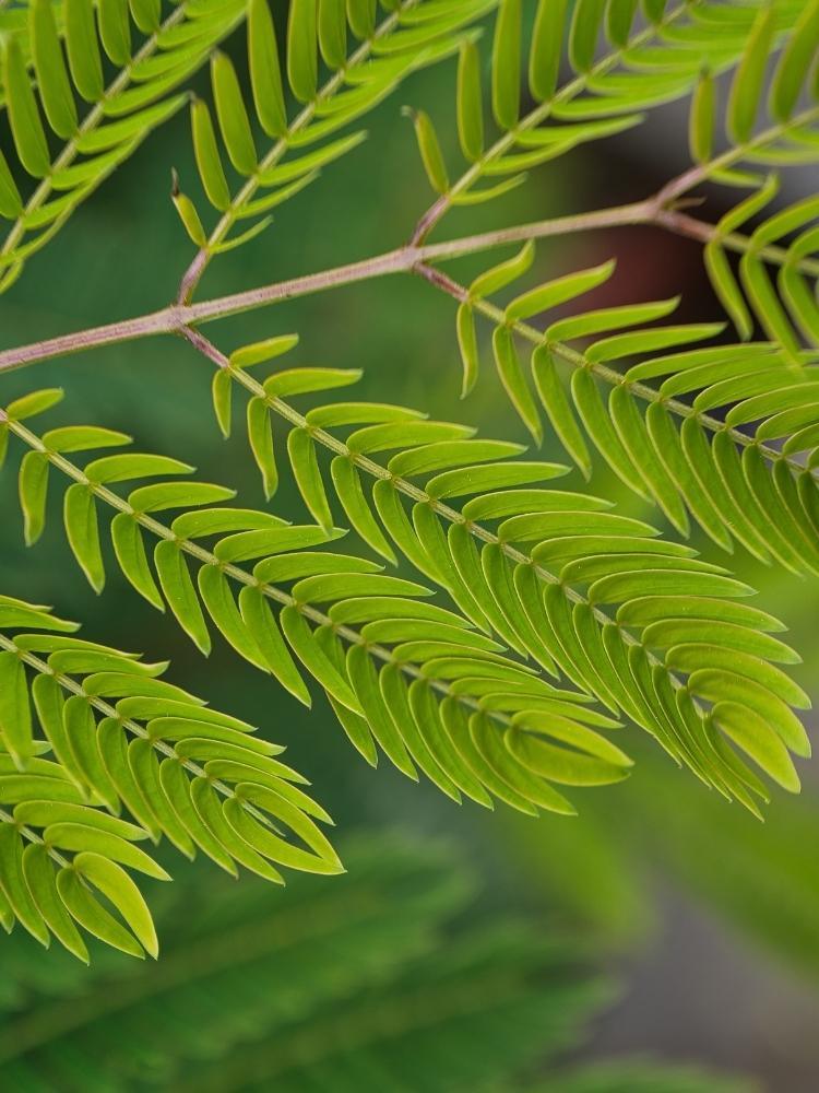 Bild von Roter Seidenbaum, Schlafbaum 'Summer Chocolate' ® im Onlineshop von Bohlken Pflanzenversand GbR