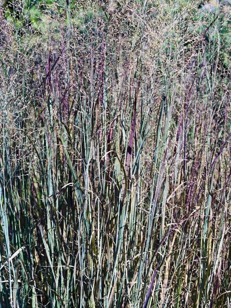 Bild von Rutenhirse, Zierhirse 'Prairie Sky' im Onlineshop von Bohlken Pflanzenversand GbR
