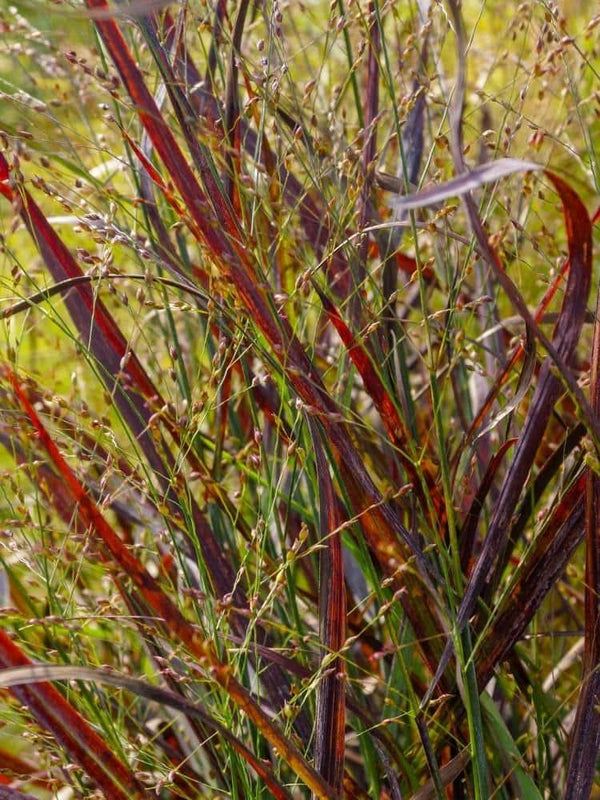 Bild von Rutenhirse, Zierhirse 'Sangria' im Onlineshop von Bohlken Pflanzenversand GbR