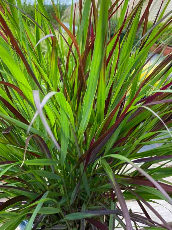 Bild von Rutenhirse, Zierhirse 'Squaw' im Onlineshop von Bohlken Pflanzenversand GbR