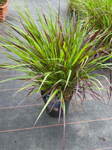 Bild von Rutenhirse, Zierhirse 'Squaw' im Onlineshop von Bohlken Pflanzenversand GbR