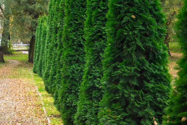 Jetzt Säulen Thuja 'Malonyana' online kaufen bei Bohlken Pflanzenversand –  Bohlken Pflanzenversand GbR