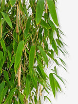 Bild von Säulenbambus 'Maasai'® im Onlineshop von Bohlken Pflanzenversand GbR