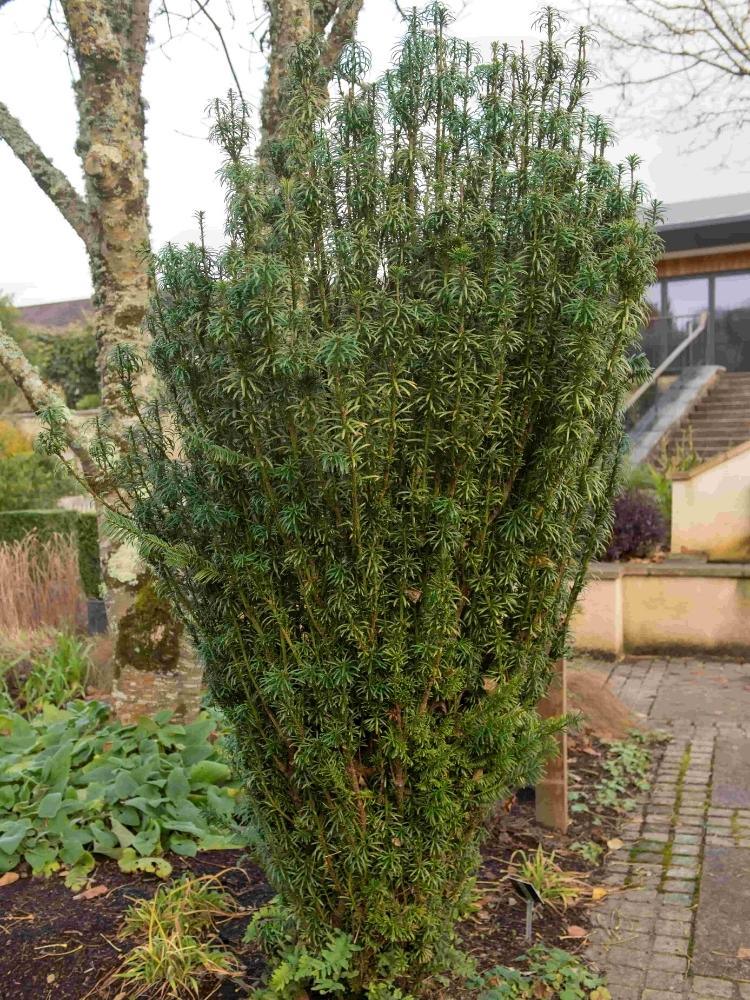 Bild von Säulenkopfeibe 'Fastigiata' im Onlineshop von Bohlken Pflanzenversand GbR
