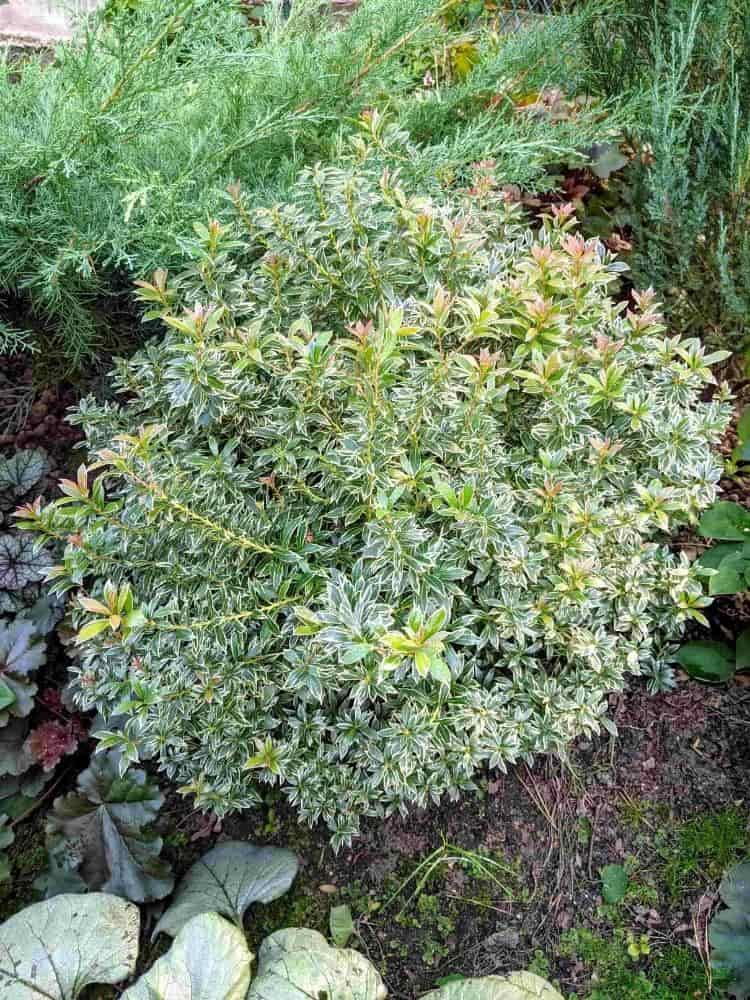 Bild von Schattenglöckchen 'Little Heath' im Onlineshop von Bohlken Pflanzenversand GbR