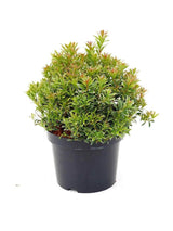 Bild von Schattenglöckchen 'Little Heath' im Onlineshop von Bohlken Pflanzenversand GbR