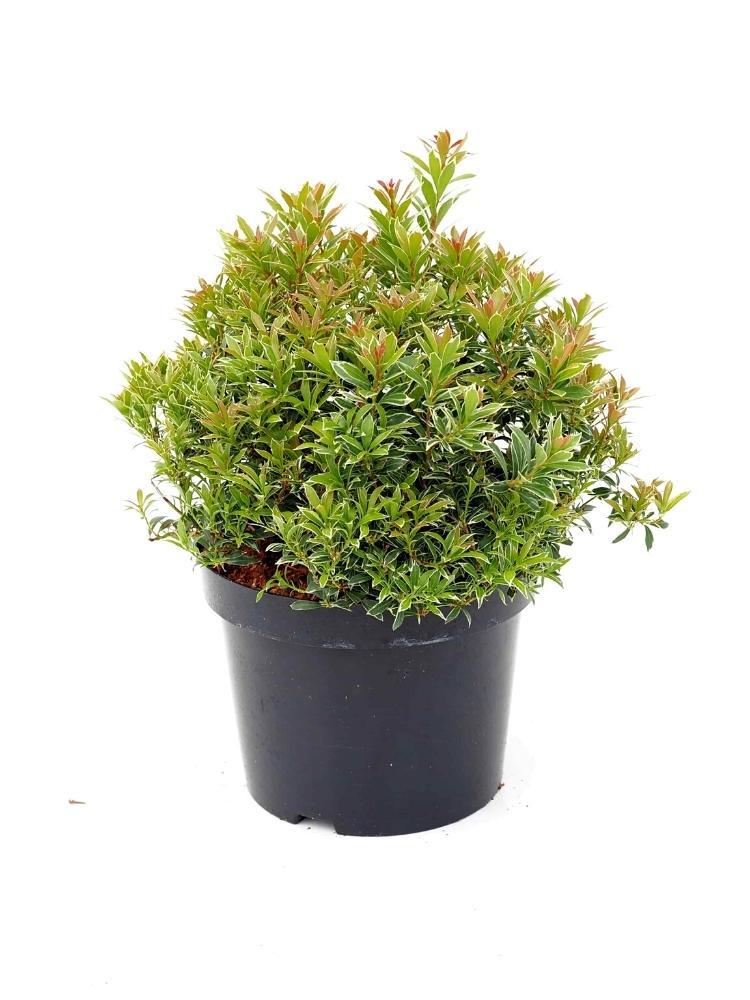 Bild von Schattenglöckchen 'Little Heath' im Onlineshop von Bohlken Pflanzenversand GbR
