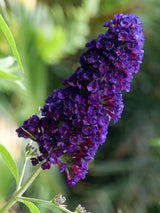 Bild von Schmetterlingsflieder, Sommerflieder 'Black Knight' im Onlineshop von Bohlken Pflanzenversand GbR