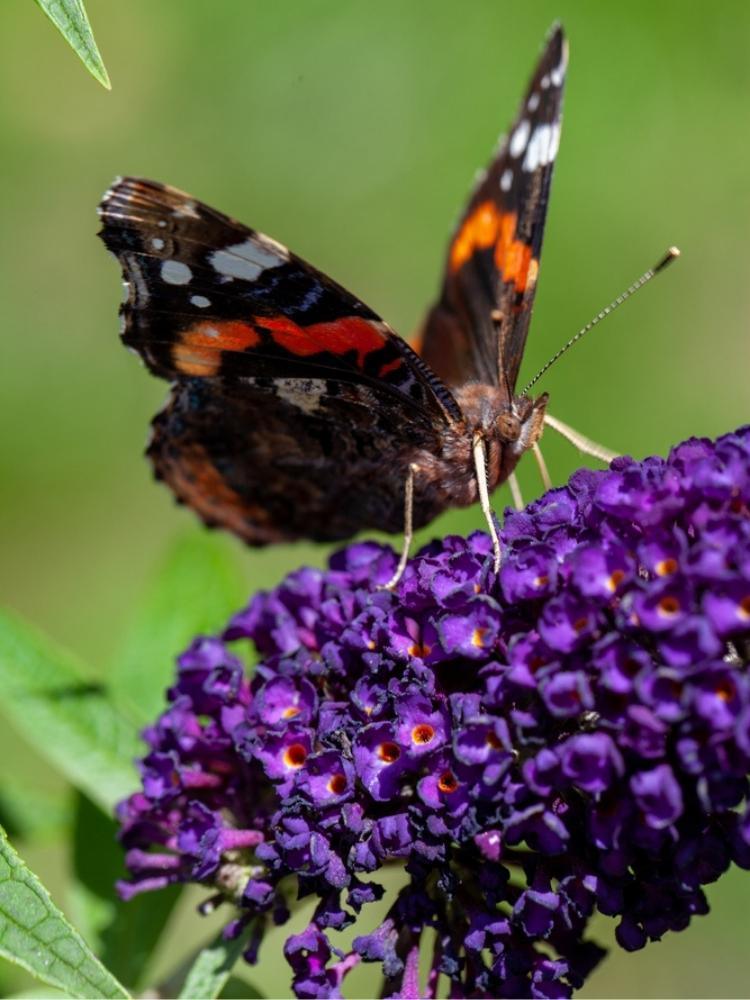 Bild von Schmetterlingsflieder, Sommerflieder 'Black Knight' im Onlineshop von Bohlken Pflanzenversand GbR