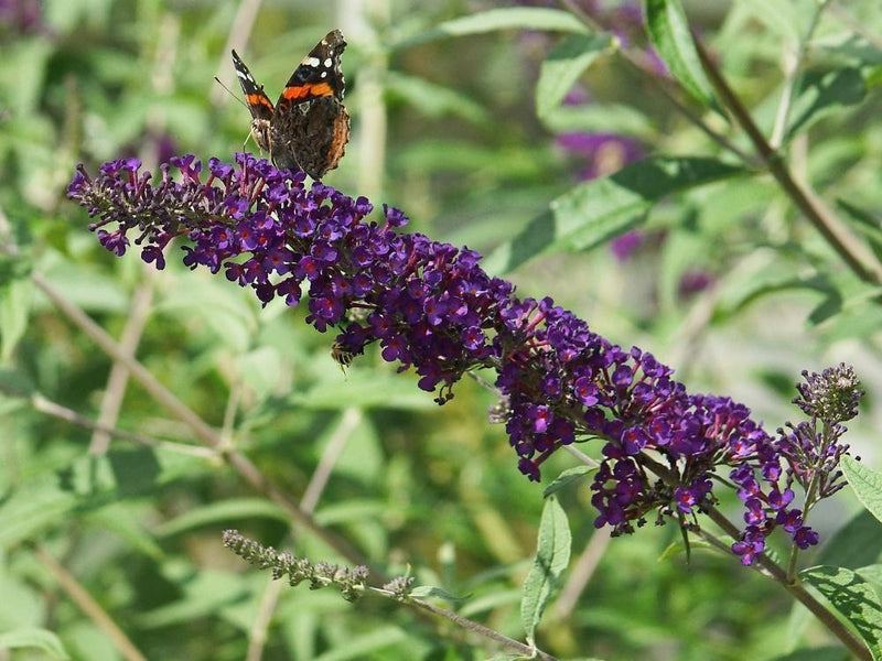 Bild von Schmetterlingsflieder, Sommerflieder 'Black Knight' im Onlineshop von Bohlken Pflanzenversand GbR
