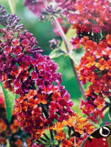 Bild von Schmetterlingsflieder, Sommerflieder 'Flower Power' ® im Onlineshop von Bohlken Pflanzenversand GbR