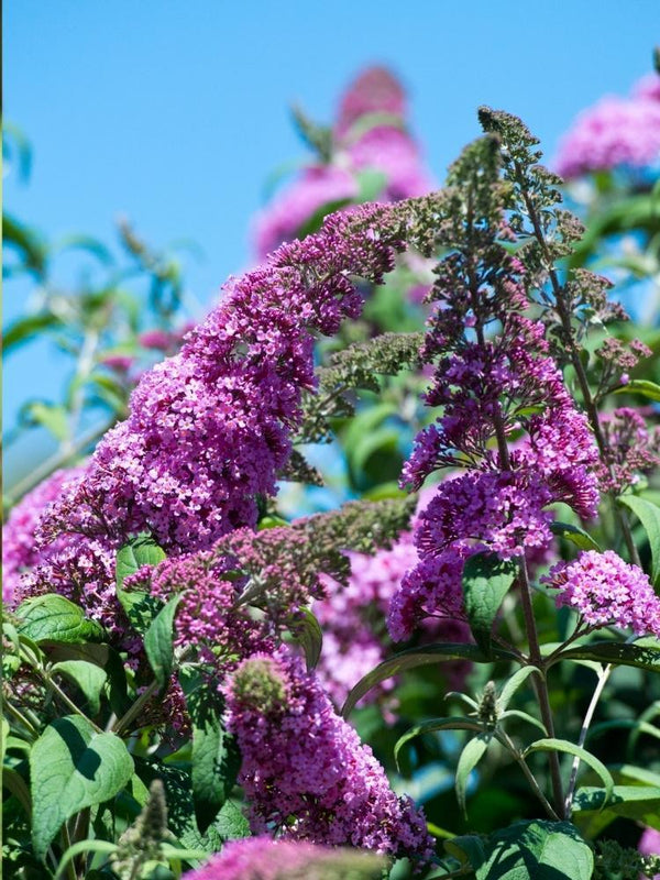 Bild von Schmetterlingsflieder, Sommerflieder 'Ile de France' im Onlineshop von Bohlken Pflanzenversand GbR