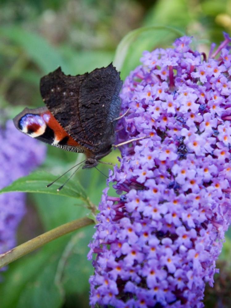 Bild von Schmetterlingsflieder, Sommerflieder 'Nanho Blue' im Onlineshop von Bohlken Pflanzenversand GbR