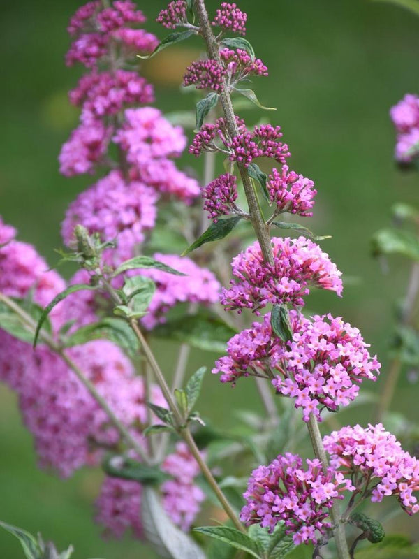 Bild von Schmetterlingsflieder, Sommerflieder 'Pink Panther' ® im Onlineshop von Bohlken Pflanzenversand GbR