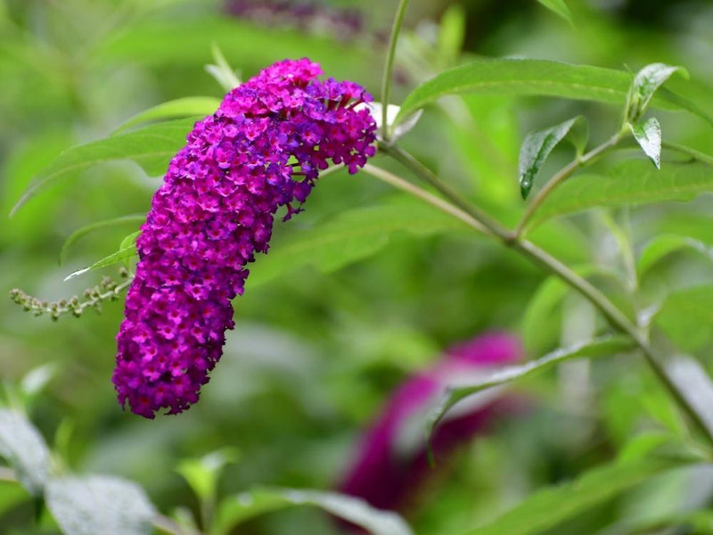 Bild von Schmetterlingsflieder, Sommerflieder 'Royal Red' im Onlineshop von Bohlken Pflanzenversand GbR