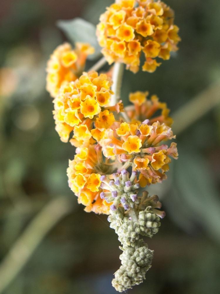 Bild von Schmetterlingsflieder, Sommerflieder 'Sungold' im Onlineshop von Bohlken Pflanzenversand GbR
