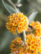 Bild von Schmetterlingsflieder, Sommerflieder 'Sungold' im Onlineshop von Bohlken Pflanzenversand GbR