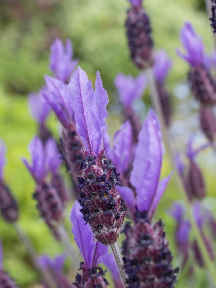 Bild von Schopf-Lavendel 'Blue Star' im Onlineshop von Bohlken Pflanzenversand GbR