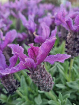 Bild von Schopf-Lavendel 'Giant Summer' im Onlineshop von Bohlken Pflanzenversand GbR