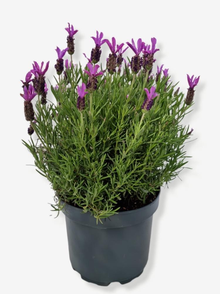 Bild von Schopf-Lavendel im Onlineshop von Bohlken Pflanzenversand GbR