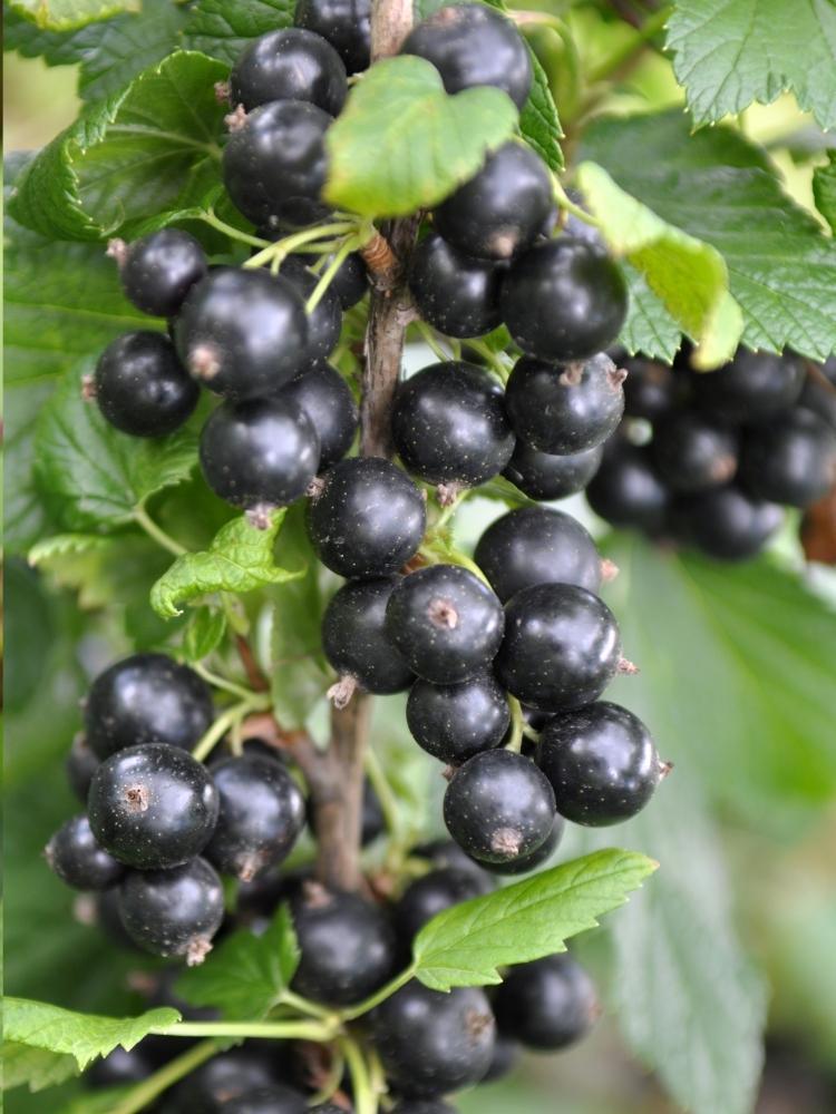 Bild von Schwarze Johannisbeere 'Titania' im Onlineshop von Bohlken Pflanzenversand GbR