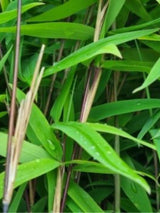 Bild von Schwarzer Bambus 'Black Pearl' im Onlineshop von Bohlken Pflanzenversand GbR