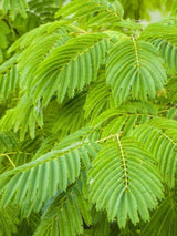 Bild von Seidenbaum, Schlafbaum 'Rosea' im Onlineshop von Bohlken Pflanzenversand GbR