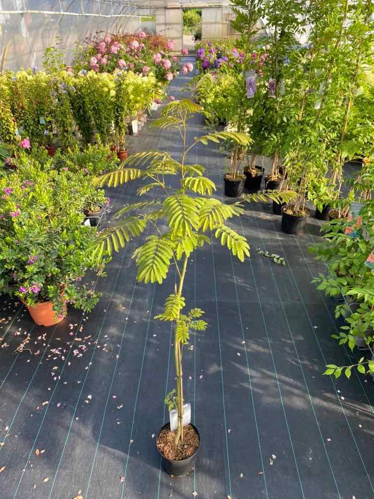 Bild von Seidenbaum, Schlafbaum 'Rosea' im Onlineshop von Bohlken Pflanzenversand GbR