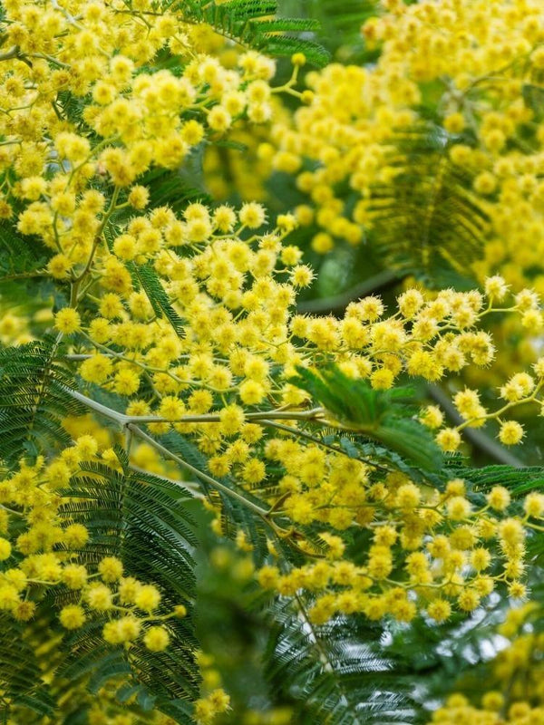 Bild von Silber-Akazie, Falsche Mimose im Onlineshop von Bohlken Pflanzenversand GbR