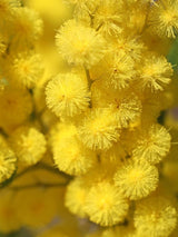 Bild von Silber-Akazie, Falsche Mimose im Onlineshop von Bohlken Pflanzenversand GbR