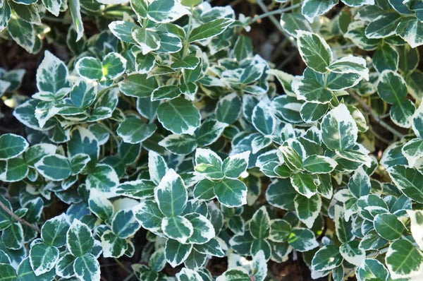 Bild von Spindelstrauch, Kriechspindel 'Emerald'n Gaiety' im Onlineshop von Bohlken Pflanzenversand GbR