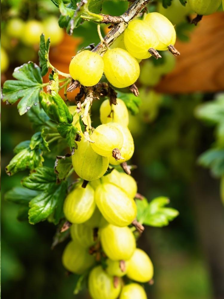 Bild von Stachelbeere 'Hinnonmäki gelb' im Onlineshop von Bohlken Pflanzenversand GbR